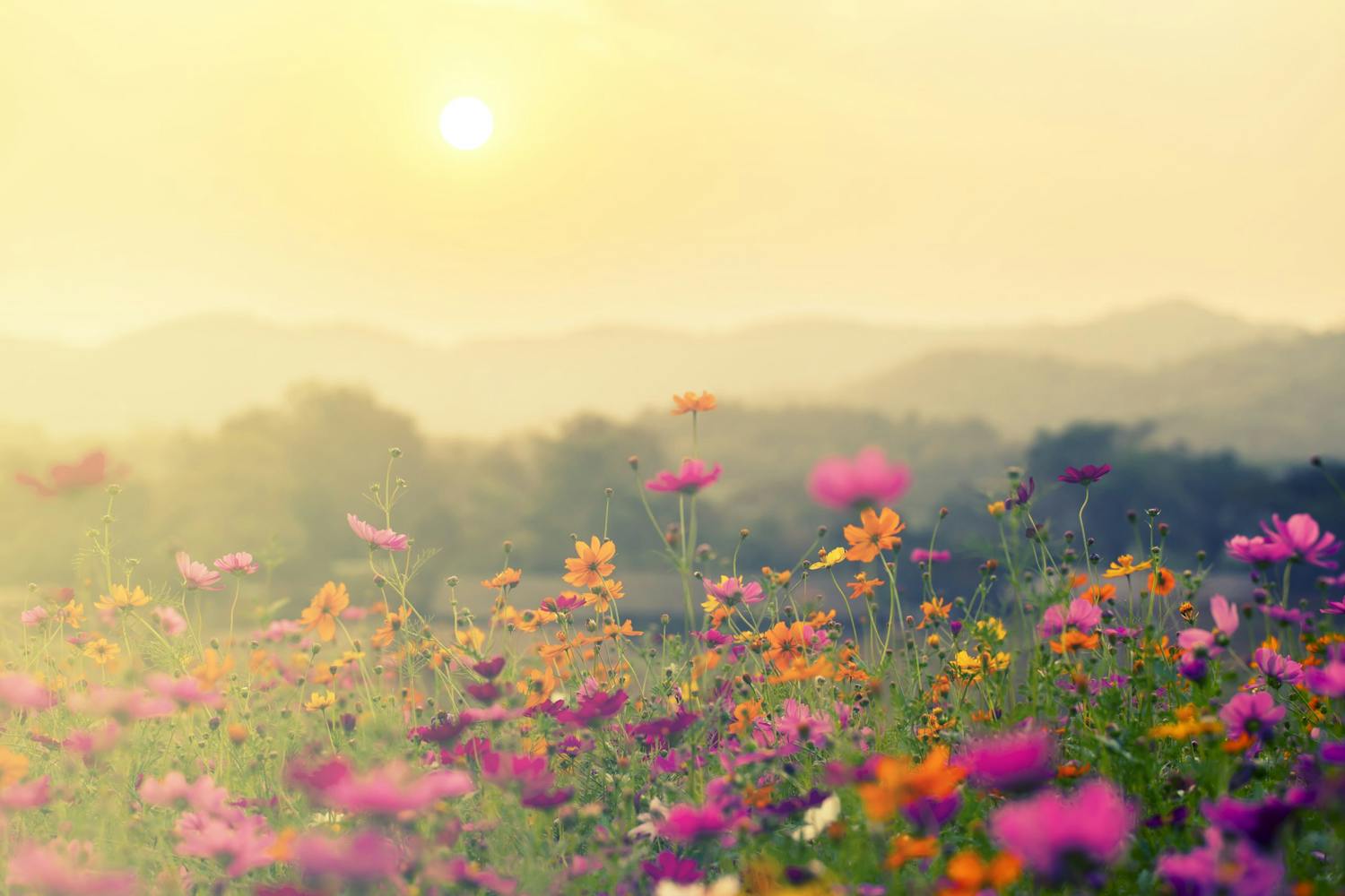 shutterstock 579919243 Maisemakuva, jossa on vähän syvyysterävyyttä.